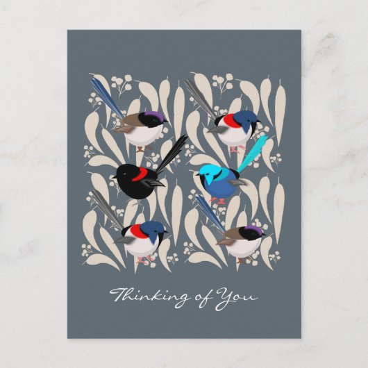 Fairy Wrens Briefkaart (Voorkant)