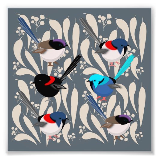 Fairy Wrens Foto Afdruk (Voorkant)