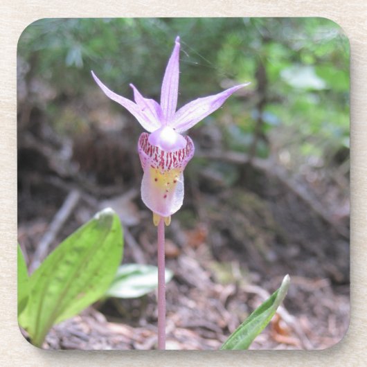 Fairyslipper Orchid Flower Bier Onderzetter (Voorkant)