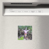 Fairyslipper Orchid Flower Magneet (Insitu (Vaatwasser))
