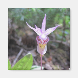 Fairyslipper Orchid Flower Magneet