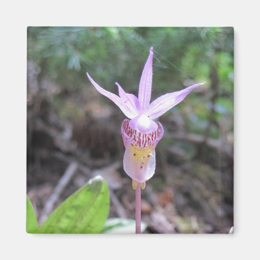 Fairyslipper Orchid Flower Magneet (Voorkant)