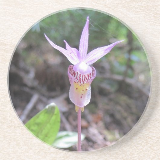 Fairyslipper Orchid Flower Zandsteen Onderzetter (Voorkant)
