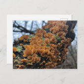 Fairytale Fungus Briefkaart (Voorkant / Achterkant)