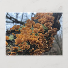 Fairytale Fungus Briefkaart