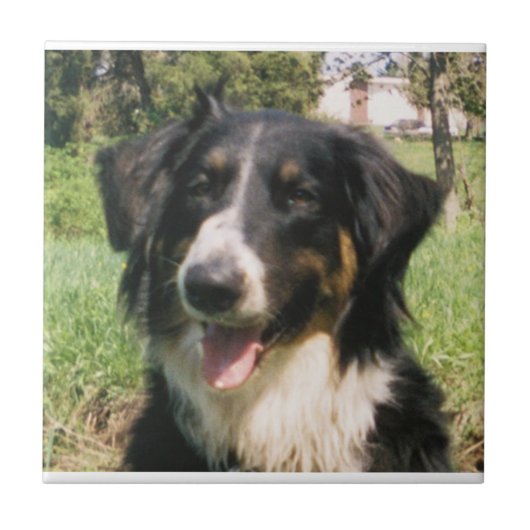 Faithful Finnegan Tegeltje (Voorkant)