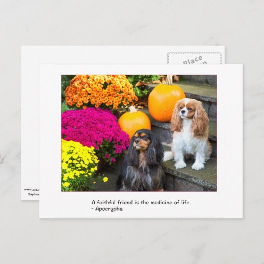 Faithful Friend Cavalier King Charles Briefkaart (Voorkant / Achterkant)