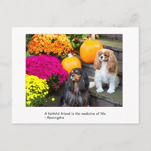 Faithful Friend Cavalier King Charles Briefkaart (Voorkant)
