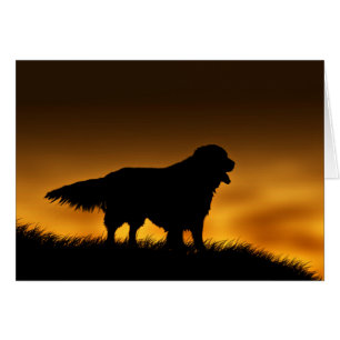 Faithful Golden Retriever