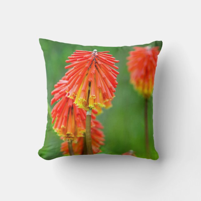 Fakkel lelie (Kniphofia Uvaria), Westkaap Kussen (Voorkant)