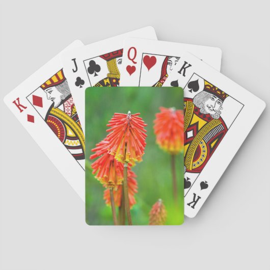 Fakkel lelie (Kniphofia Uvaria), Westkaap Speelkaarten (Achterkant)
