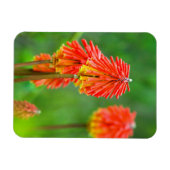 Fakkellelie (Kniphofia Uvaria), Westkaap Magneet (Horizontaal)