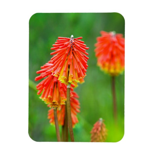 Fakkellelie (Kniphofia Uvaria), Westkaap Magneet (Verticaal)