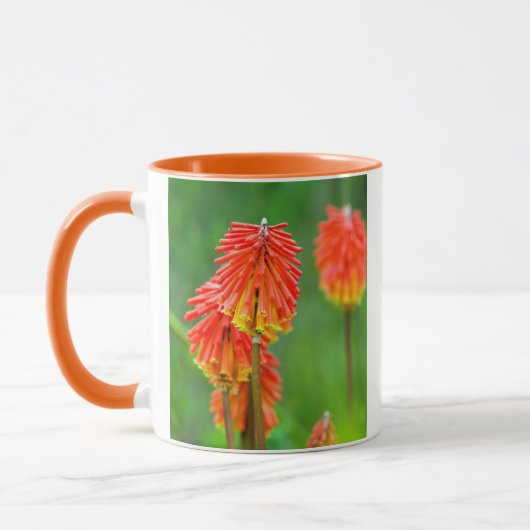 Fakkellelie (Kniphofia Uvaria), Westkaap Mok (Links)