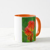 Fakkellelie (Kniphofia Uvaria), Westkaap Mok (Voorkant rechts)