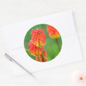 Fakkellelie (Kniphofia Uvaria), Westkaap Ronde Sticker (Envelop)