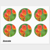 Fakkellelie (Kniphofia Uvaria), Westkaap Ronde Sticker (Vel)
