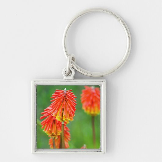Fakkellelie (Kniphofia Uvaria), Westkaap Sleutelhanger (Voorkant)