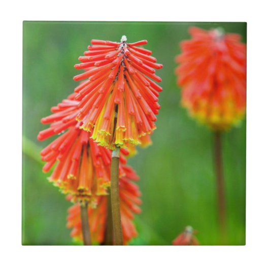 Fakkellelie (Kniphofia Uvaria), Westkaap Tegeltje (Voorkant)
