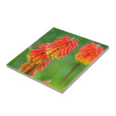 Fakkellelie (Kniphofia Uvaria), Westkaap Tegeltje (Zijkant)
