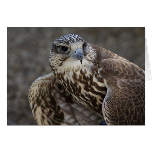 Falco cherrug (Voorkant Horizontaal)