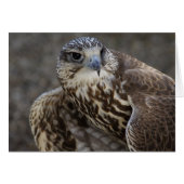 Falco cherrug (Voorkant Horizontaal)