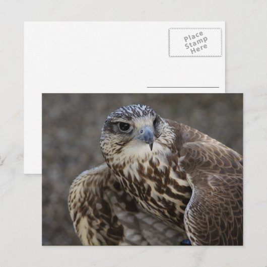 Falco cherrug briefkaart (Voorkant / Achterkant)