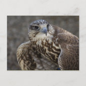 Falco cherrug briefkaart (Voorkant)