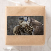 Falco cherrug etiket (Insitu)