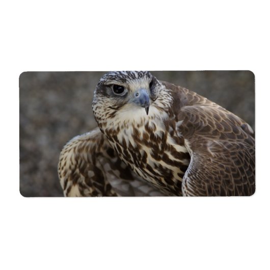 Falco cherrug etiket (Voorkant)