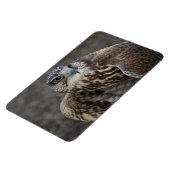 Falco cherrug magneet (Linkerzijde)