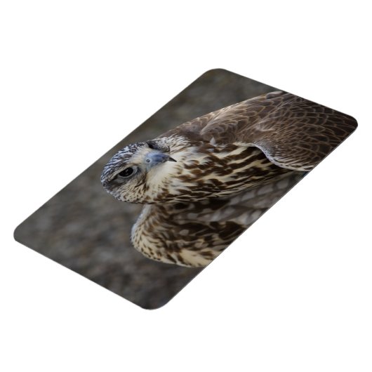 Falco cherrug magneet (Linkerzijde)