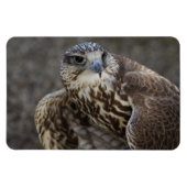 Falco cherrug magneet (Horizontaal)