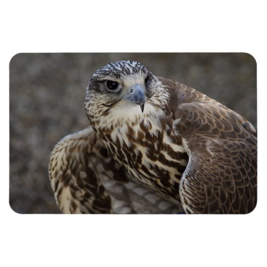 Falco cherrug magneet (Horizontaal)