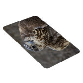 Falco cherrug magneet (Rechterzijde)