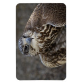 Falco cherrug magneet (Verticaal)