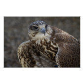 Falco cherrug perfect poster (Voorkant)