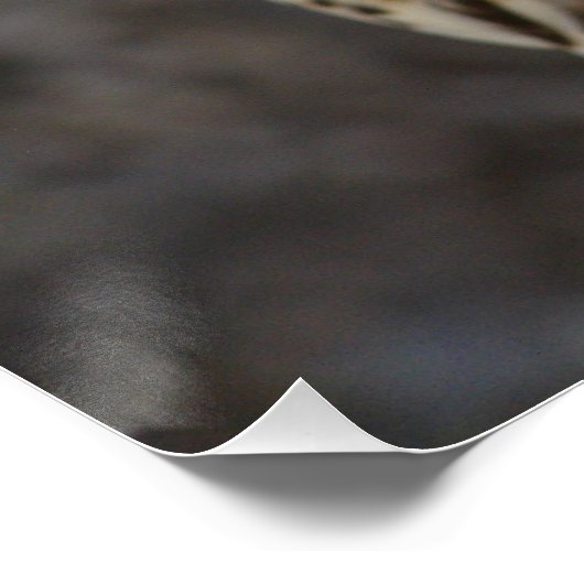 Falco cherrug perfect poster (Hoek)