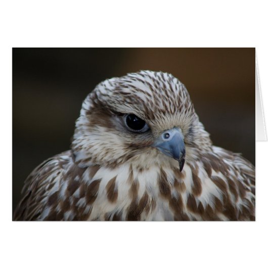 Falco cherrug Portrait (Voorkant Horizontaal)