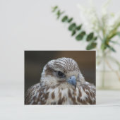 Falco cherrug Portrait Briefkaart (Staand voorkant)