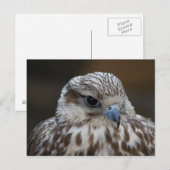 Falco cherrug Portrait Briefkaart (Voorkant / Achterkant)