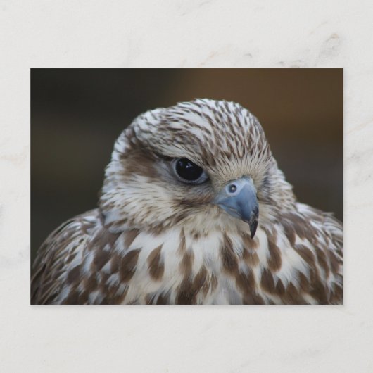 Falco cherrug Portrait Briefkaart (Voorkant)