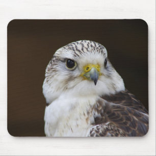 Falco cherrug Portrait Muismat