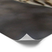 Falco cherrug poster (Hoek)