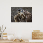 Falco cherrug poster (Keuken)