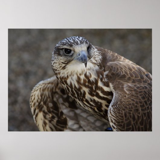 Falco cherrug poster (Voorkant)