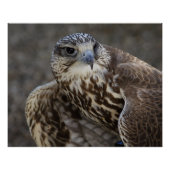 Falco cherrug poster (Voorkant)