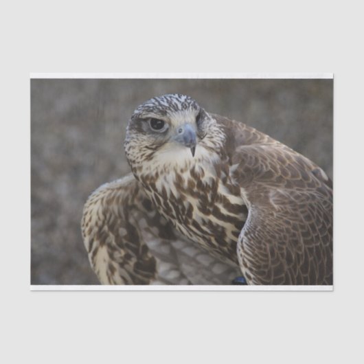 Falco cherrug tissuepapier (Voorkant)