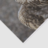 Falco cherrug tissuepapier (Detail)