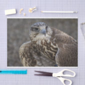 Falco cherrug tissuepapier (Craft)